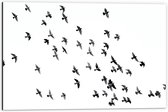 WallClassics - Dibond - Zwerm Vogels - 60x40 cm Foto op Aluminium (Met Ophangsysteem)
