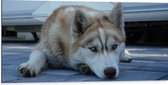 WallClassics - Dibond - Liggende Bruine Husky op Stenen - 100x50 cm Foto op Aluminium (Met Ophangsysteem)