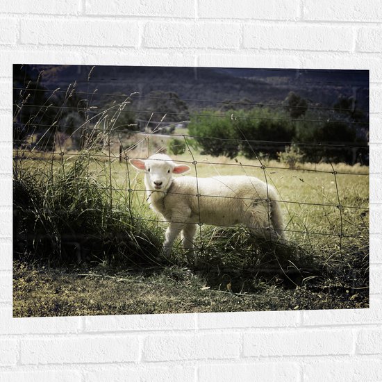 WallClassics - Muursticker - Wit Lammetje achter een Hek tussen het Gras - 80x60 cm Foto op Muursticker