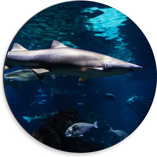 Dibond Muurcirkel - Tropische Vissen Zwemmend bij Wateroppervlak - 30x30 cm Foto op Aluminium Muurcirkel (met ophangsysteem)