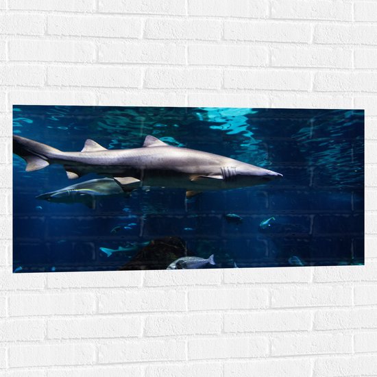 Muursticker - Tropische Vissen Zwemmend bij Wateroppervlak - 100x50 cm Foto op Muursticker
