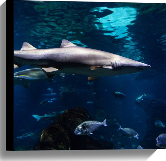 Canvas - Tropische Vissen Zwemmend bij Wateroppervlak - 40x40 cm Foto op Canvas Schilderij (Wanddecoratie op Canvas)