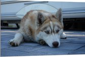 WallClassics - Dibond - Liggende Bruine Husky op Stenen - 120x80 cm Foto op Aluminium (Met Ophangsysteem)