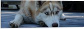 WallClassics - Dibond - Liggende Bruine Husky op Stenen - 120x40 cm Foto op Aluminium (Met Ophangsysteem)