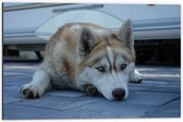 WallClassics - Dibond - Liggende Bruine Husky op Stenen - 60x40 cm Foto op Aluminium (Met Ophangsysteem)