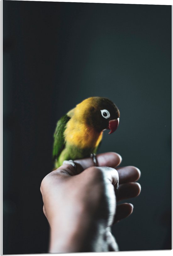 WallClassics - Acrylglas - Vogel op Hand - Zwartmaskeragapornis - 60x90 cm Foto op Acrylglas (Met Ophangsysteem)