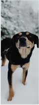 WallClassics - Poster Glanzend – Zwart met Bruine Entlebucher Hond in de Sneeuw - 20x60 cm Foto op Posterpapier met Glanzende Afwerking