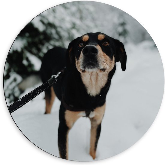 WallClassics - Dibond Muurcirkel - Zwart met Bruine Entlebucher Hond in de Sneeuw - 60x60 cm Foto op Aluminium Muurcirkel (met ophangsysteem)