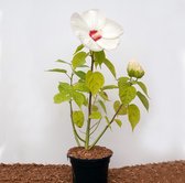 4 Hibiscus Moscheutos Luna White helderwitte bloemen 15⌀ Cm groot worden
