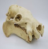Preparatenhsop replica cast schedel dwergnijlpaard