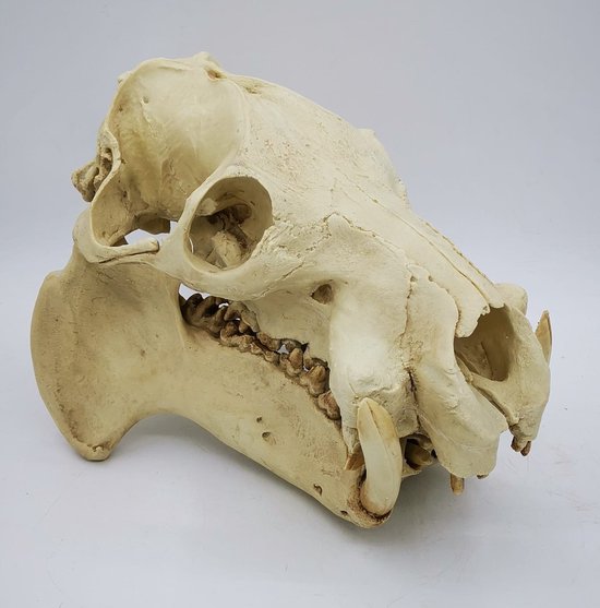 Preparatenhsop replica cast schedel dwergnijlpaard