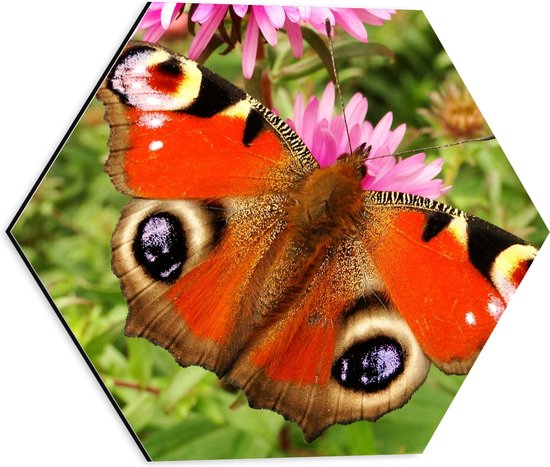 WallClassics - Dibond Hexagon - Dagpauwoog Vlinder met Prachtige Vleugels - 40x34.8 cm Foto op Hexagon (Met Ophangsysteem)