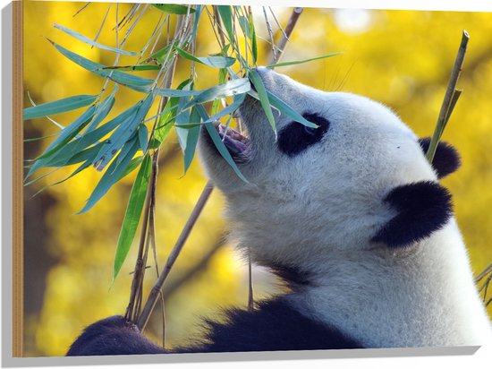 WallClassics - Hout - Etende Panda aan Planten - 80x60 cm - 9 mm dik - Foto op Hout (Met Ophangsysteem)