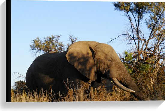 WallClassics - Canvas - Grijze Olifant in Hoogstaand Droog Gras - 60x40 cm Foto op Canvas Schilderij (Wanddecoratie op Canvas)