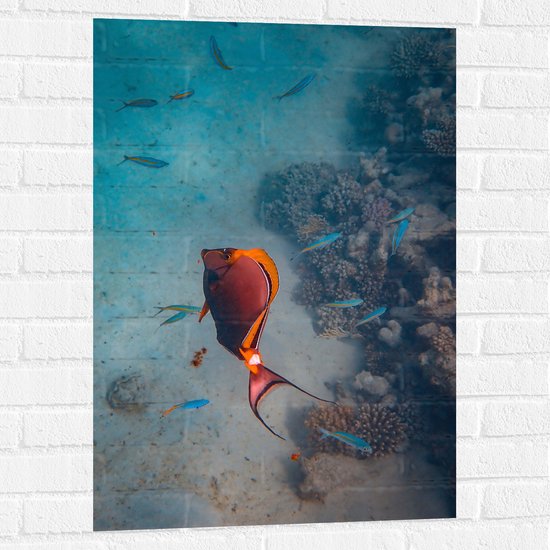 Muursticker - Sierlijke Rood met Oranje Vis bij Koraal op Zeebodem - 60x90 cm Foto op Muursticker