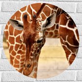 WallClassics - Muursticker Cirkel - Buigende Giraffe - 50x50 cm Foto op Muursticker