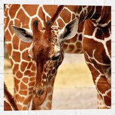 WallClassics - Muursticker - Buigende Giraffe - 50x50 cm Foto op Muursticker