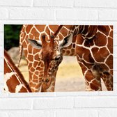 WallClassics - Muursticker - Buigende Giraffe - 60x40 cm Foto op Muursticker