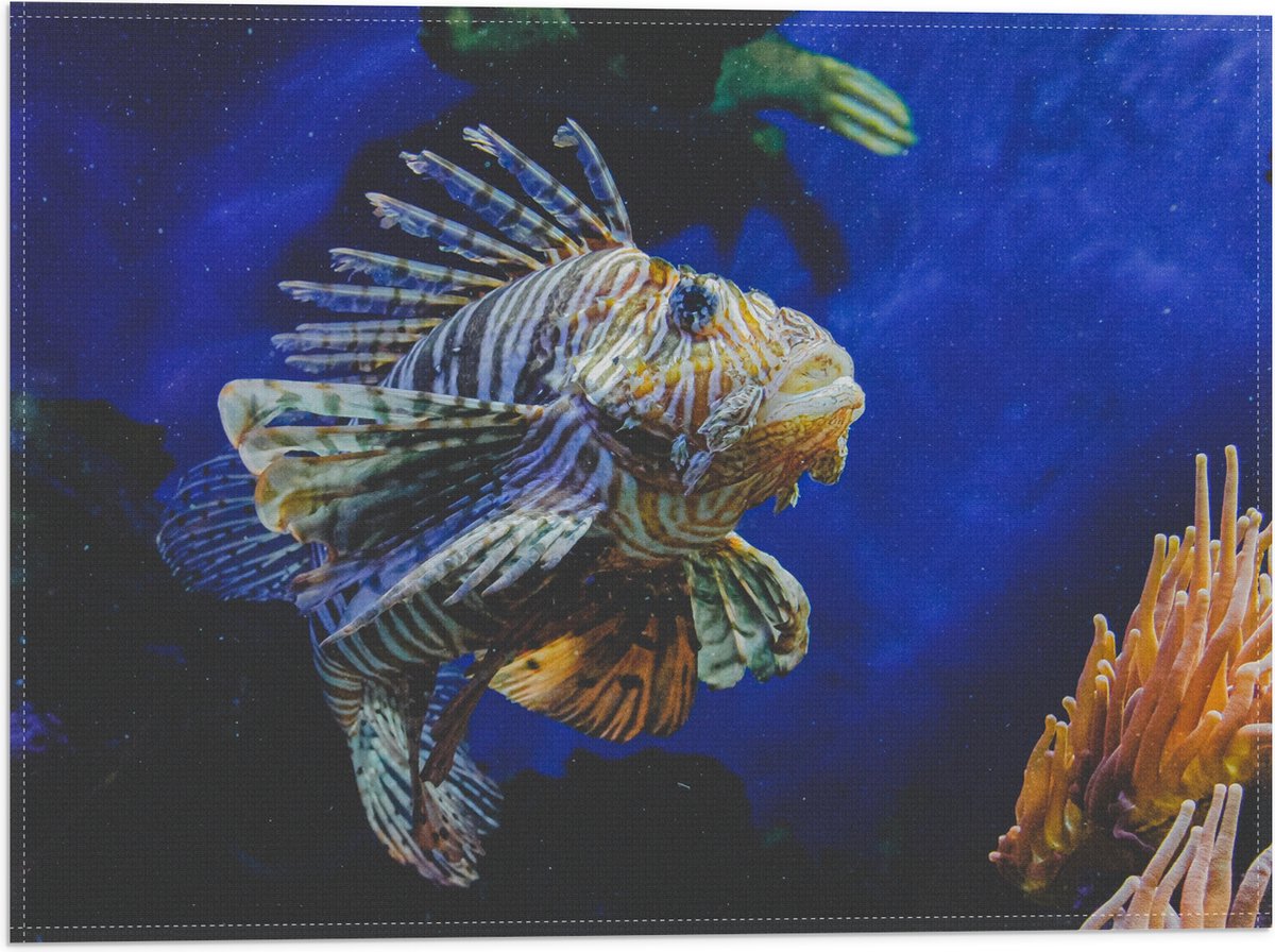 Vlag - Koraalduivel Vis tussen het Koraal in Blauwgekleurd Aquarium - 40x30 cm Foto op Polyester Vlag