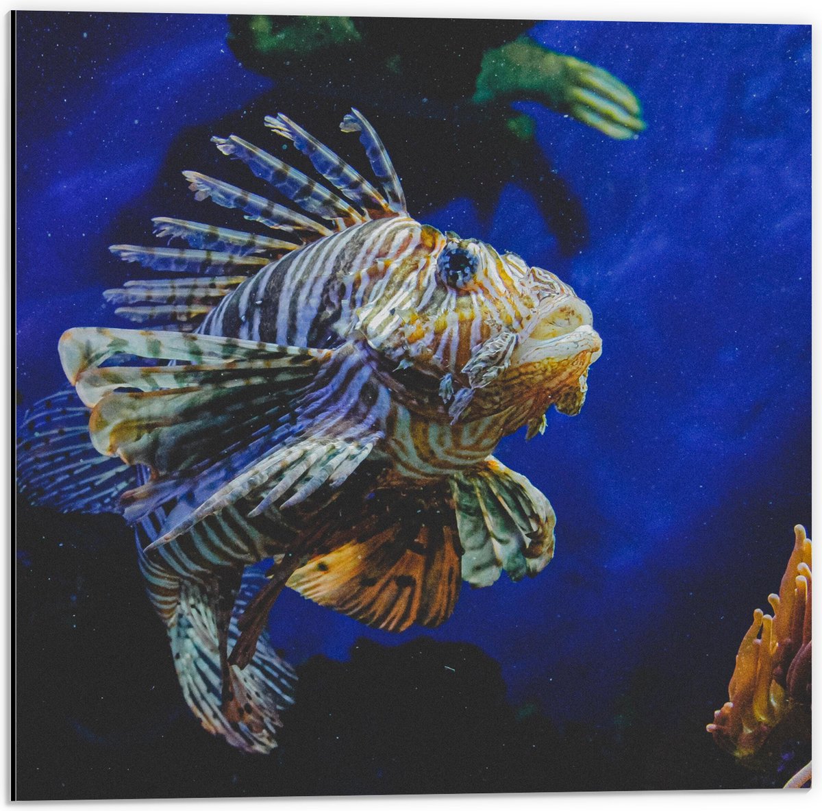 Dibond - Koraalduivel Vis tussen het Koraal in Blauwgekleurd Aquarium - 50x50 cm Foto op Aluminium (Wanddecoratie van metaal)