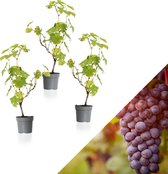 WL Plants - Set van 3 - Vitis Vinifera 'Boskoop Glory' - Druivenplant - Blauwe Druiven - Fruitplanten - Klimplant - Winterhard - Tuinplanten - ± 20cm hoog - 10,5cm diameter - in Kweekpot