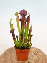 Trompetbekerplant (Sarracenia) 'Tomas' | Grote vleesetende planten | Potmaat: ⌀ 12 cm Hoogte 30 cm | Unieke en zeer nuttige vleesetende plant