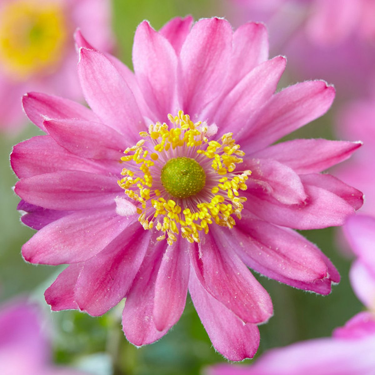Anemone hybr. 'Pamina' | 1 stuk | Schaduwplant | tuinplant schaduw | 11x11 cm Kwekerspot | winterhard | Roze | 100% Bloeigarantie | QFB Gardening