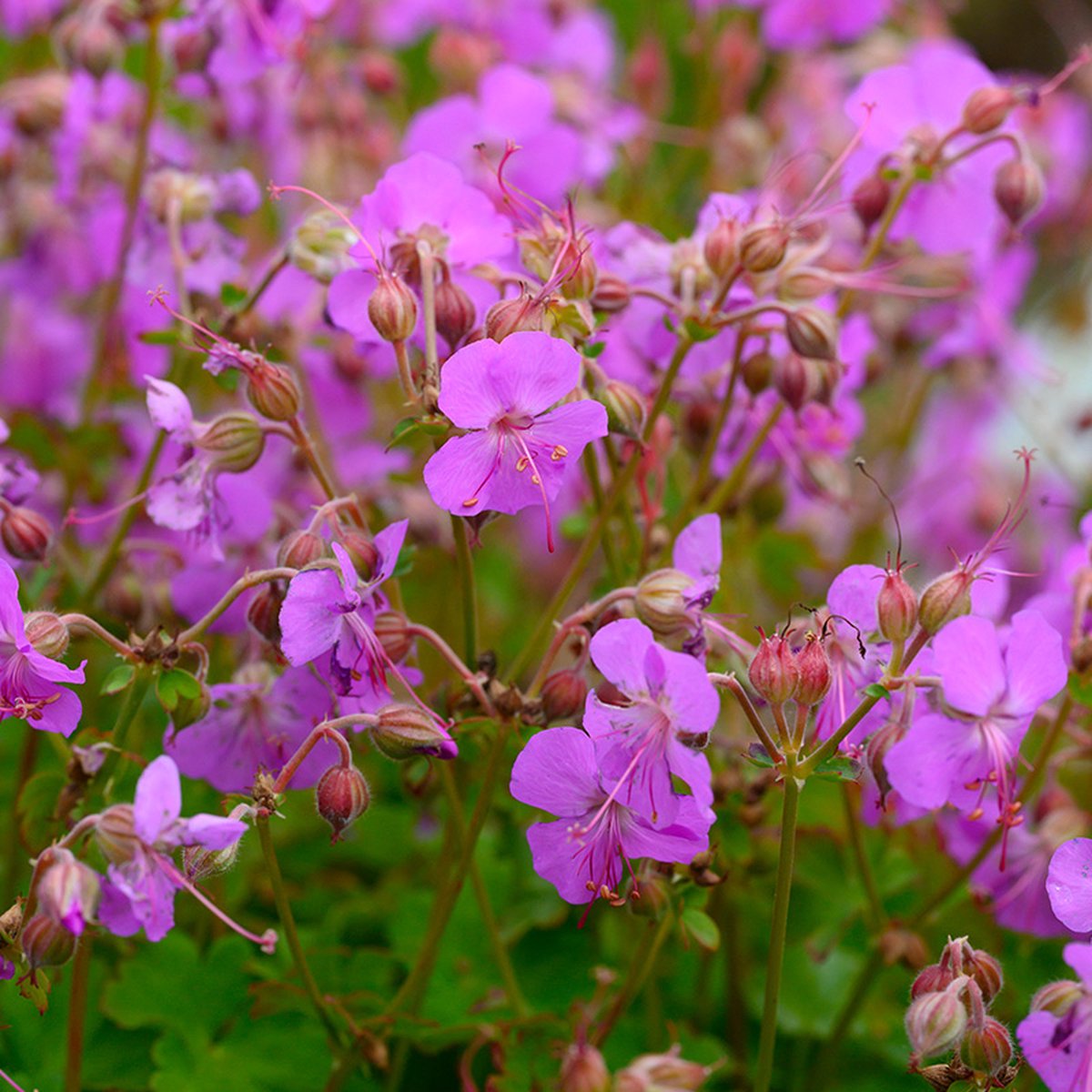Geranium cant. 'Cambridge' | 1 stuk | Bodembedekker | vermijd onkruid | grondbedekker | 11x11 cm Kwekerspot | winterhard | Roze