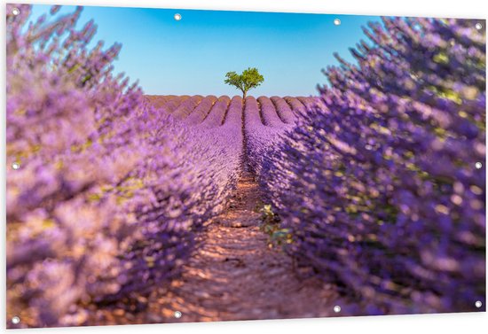Tuinposter – Pad naar Boom in het Lavendelveld - 150x100 cm Foto op Tuinposter (wanddecoratie voor buiten en binnen)