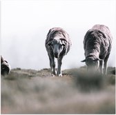 Poster Glanzend – Lopende Schapen in het Gras - 50x50 cm Foto op Posterpapier met Glanzende Afwerking