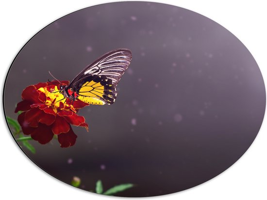 Dibond Ovaal - Vlinder Landend op Afrikaantje Bloem met Zonnestralen - 56x42 cm Foto op Ovaal (Met Ophangsysteem)