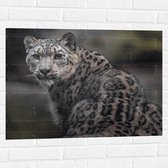 Muursticker - Omkijkend Nieuwsgierig Luipaard - 80x60 cm Foto op Muursticker