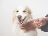 Honden Tandenborstel I Tandenborstel Voor De Hond I Vingertandenborstel I Tandverzorging Hond I Tandverzorging Kat I Gebitsverzorging