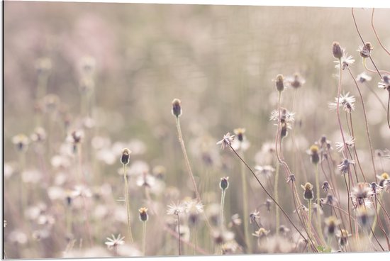 Dibond - Bevoreren Kleine Bloempjes in het Veld op Koude Herfstdag - 90x60 cm Foto op Aluminium (Met Ophangsysteem)