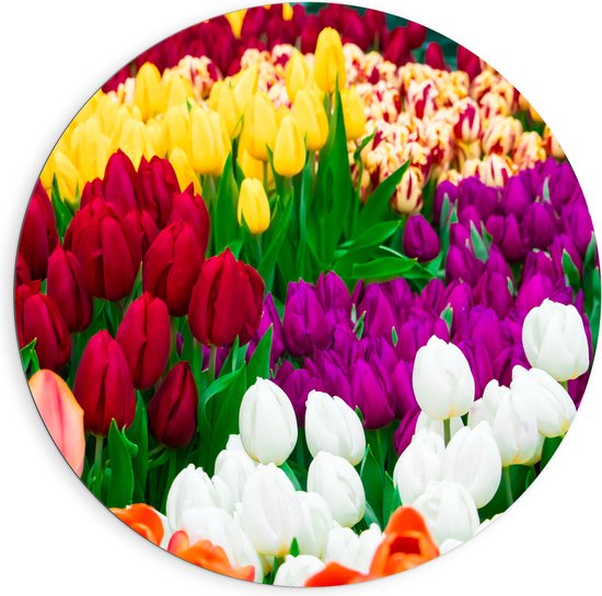 Dibond Muurcirkel - Tulpenveld met Verschillende Felle Kleuren Tulpen - 90x90 cm Foto op Aluminium Muurcirkel (met ophangsysteem)