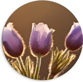 Dibond Muurcirkel - Zonlicht tegen Roze Tulpjes - 80x80 cm Foto op Aluminium Muurcirkel (met ophangsysteem)