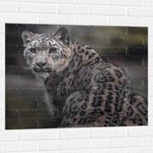 Muursticker - Omkijkend Nieuwsgierig Luipaard - 100x75 cm Foto op Muursticker