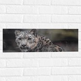 Muursticker - Omkijkend Nieuwsgierig Luipaard - 60x20 cm Foto op Muursticker