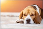 Poster (Mat) - Rustende Beagle Puppy in Oranje Licht - 120x80 cm Foto op Posterpapier met een Matte look