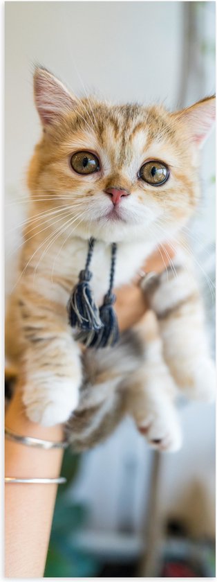 Poster (Mat) - Kitten met Flosjes in Mensenhanden - 50x150 cm Foto op Posterpapier met een Matte look