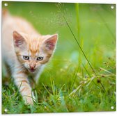 Tuinposter – Wilde Roodharige Kitten in Groen Grasveld - 80x80 cm Foto op Tuinposter (wanddecoratie voor buiten en binnen)