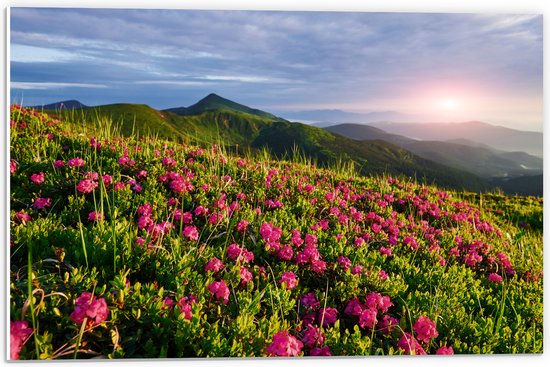 PVC Schuimplaat- Zon Verdwijnend Achter Bergen bij Roze Bloemenveld - 60x40 cm Foto op PVC Schuimplaat