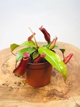 Bekerplant Mix | Nepenthes 'Gaya' Hookeriana en 'Bloody Mary' | Kleine vleesetende planten | potmaat ⌀ 8,5cm - hoogte 10cm | Een prachtige en compleet setje om jouw huis insecten vrij te houden