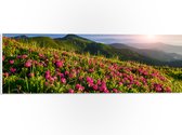 PVC Schuimplaat - Zon Verdwijnend Achter Bergen bij Roze Bloemenveld - 60x20 cm Foto op PVC Schuimplaat (Met Ophangsysteem)