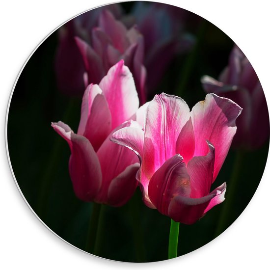 PVC Schuimplaat Muurcirkel - Roze Bloeiende Tulpen Stralend in het Zonlicht - 30x30 cm Foto op Muurcirkel (met ophangsysteem)