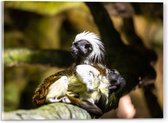 Acrylglas - Marmoset Apen op Boomstronk - 40x30 cm Foto op Acrylglas (Met Ophangsysteem)