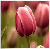 Dibond - Prachtige Volgroeide Roze Gekleurde Tulpen - 50x50 cm Foto op Aluminium (Met Ophangsysteem)