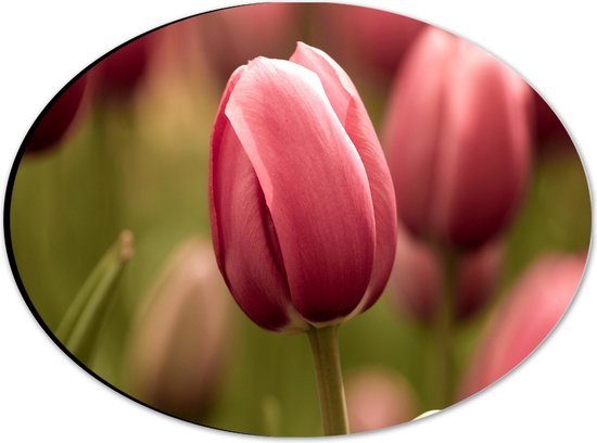 Dibond Ovaal - Prachtige Volgroeide Roze Gekleurde Tulpen - 28x21 cm Foto op Ovaal (Met Ophangsysteem)
