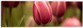 Dibond - Prachtige Volgroeide Roze Gekleurde Tulpen - 60x20 cm Foto op Aluminium (Met Ophangsysteem)
