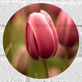 Muursticker Cirkel - Prachtige Volgroeide Roze Gekleurde Tulpen - 20x20 cm Foto op Muursticker